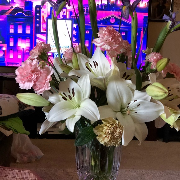 Meet your Posher, Rio - Picture 5 of 5